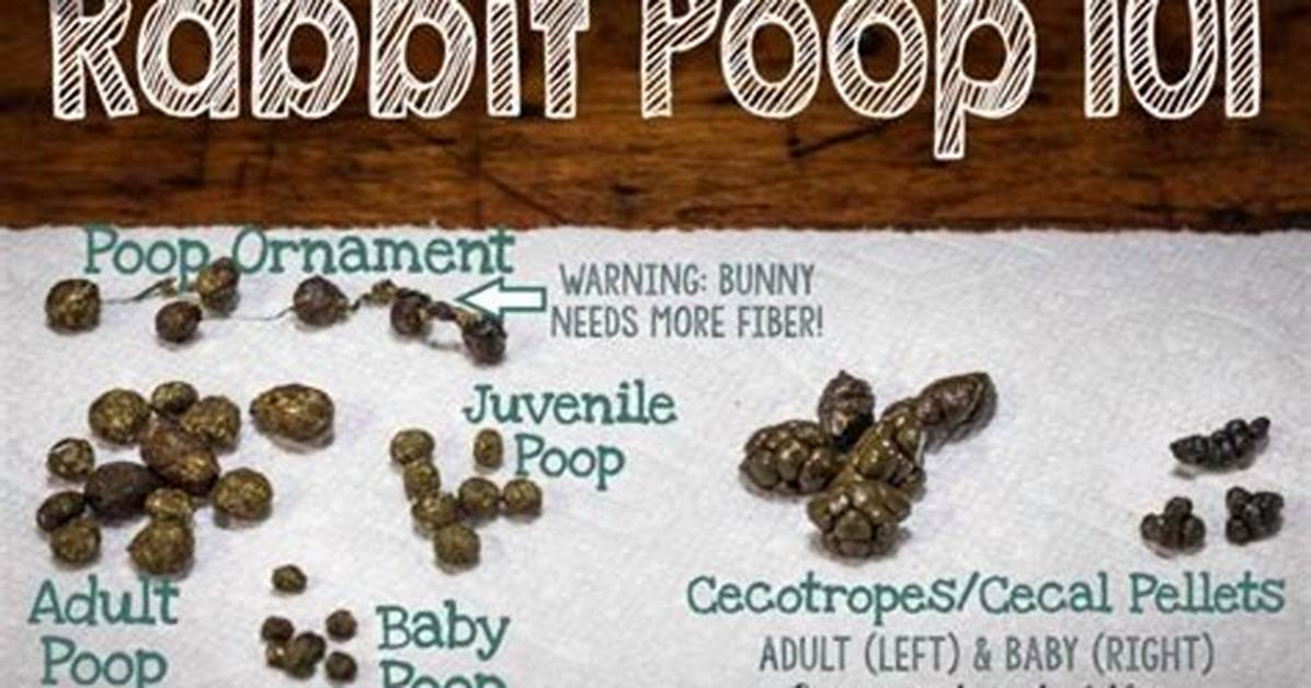How Often Do Bunnies Poop and Pee?
