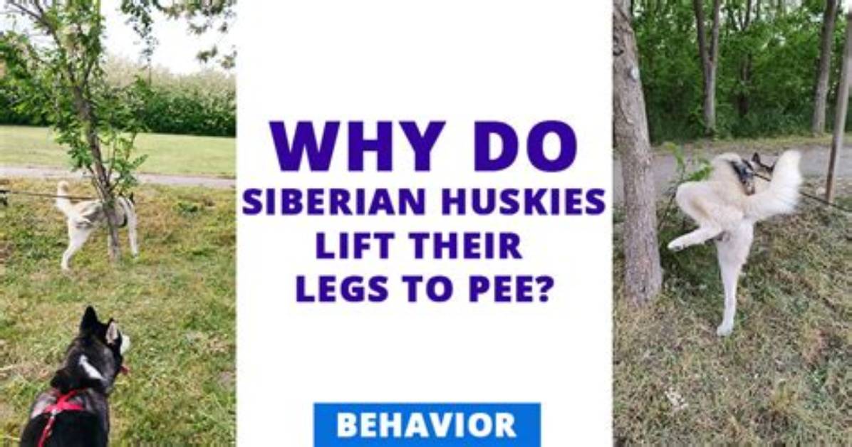 How Often Do Huskies Pee?