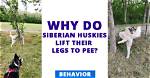 How Often Do Huskies Pee?