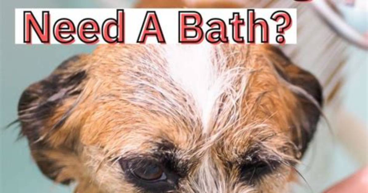 How Often Should I Wash My Dog?