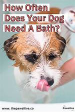 How Often Should I Wash My Dog?