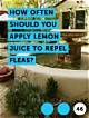 How Often Should You Apply Lemon Juice to Repel Fleas?