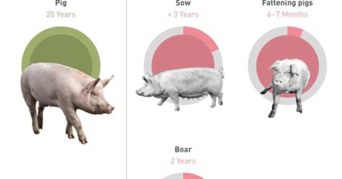 How Old Do Pigs Live to?