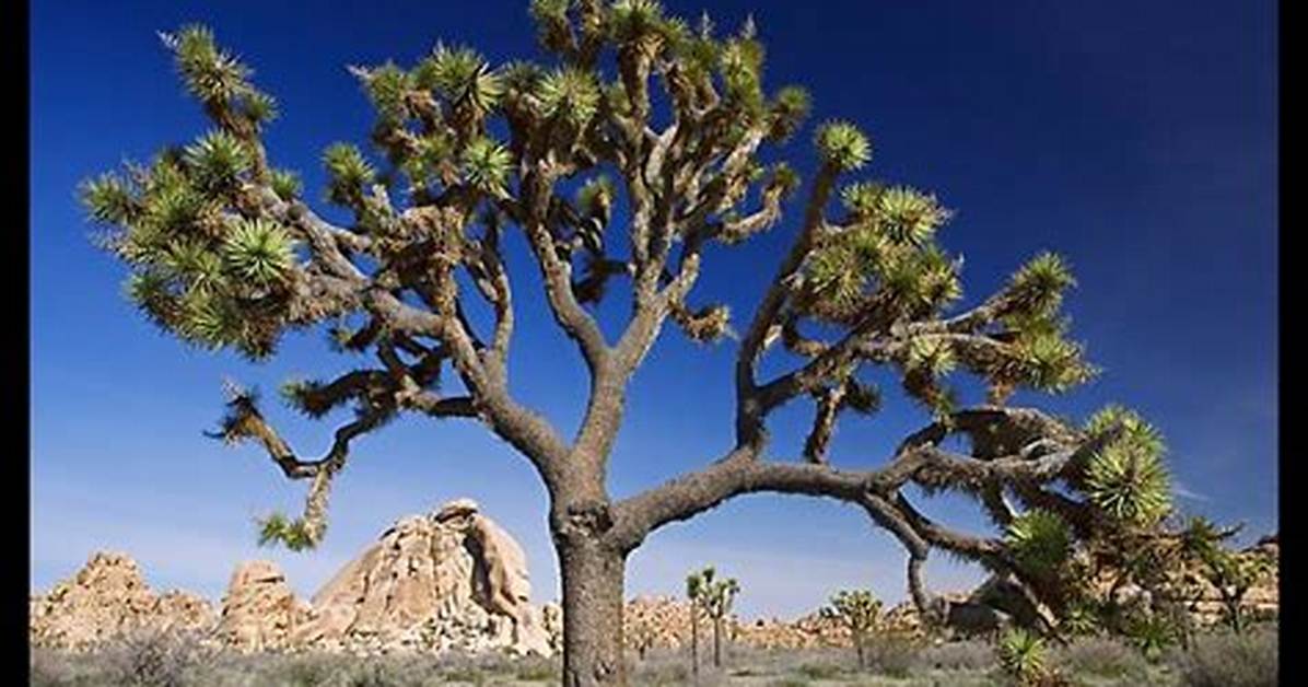 How Old Is the Joshua Tree