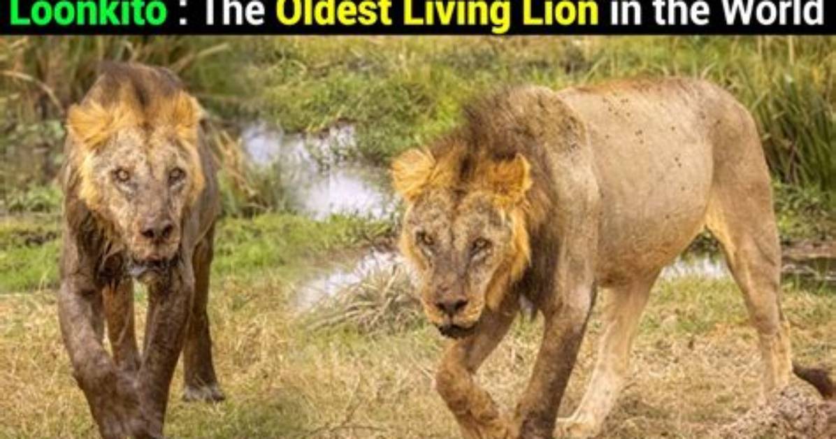 How Old Is the Oldest Lion?