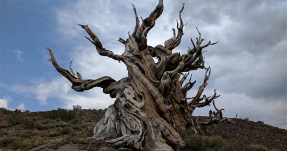 How Old Is the Oldest Tree in the World 2021?