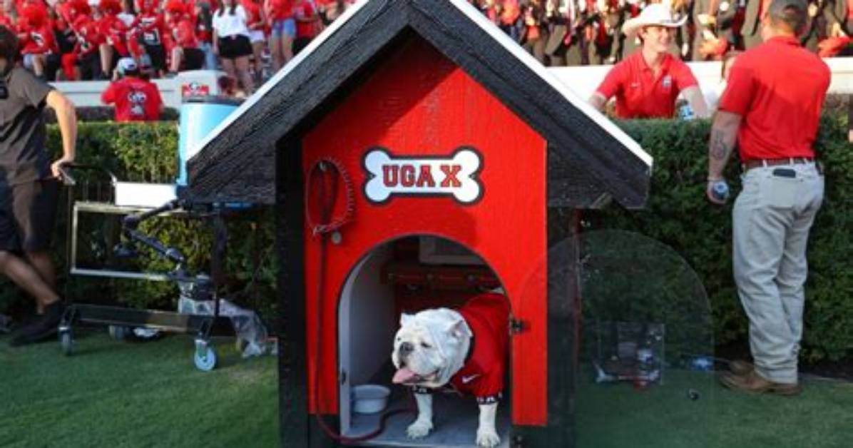 How Old Is Ugga the Dog?