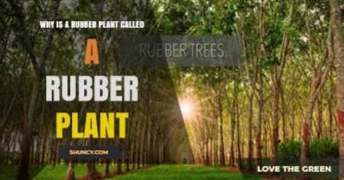 How Rubber Got Its Name?