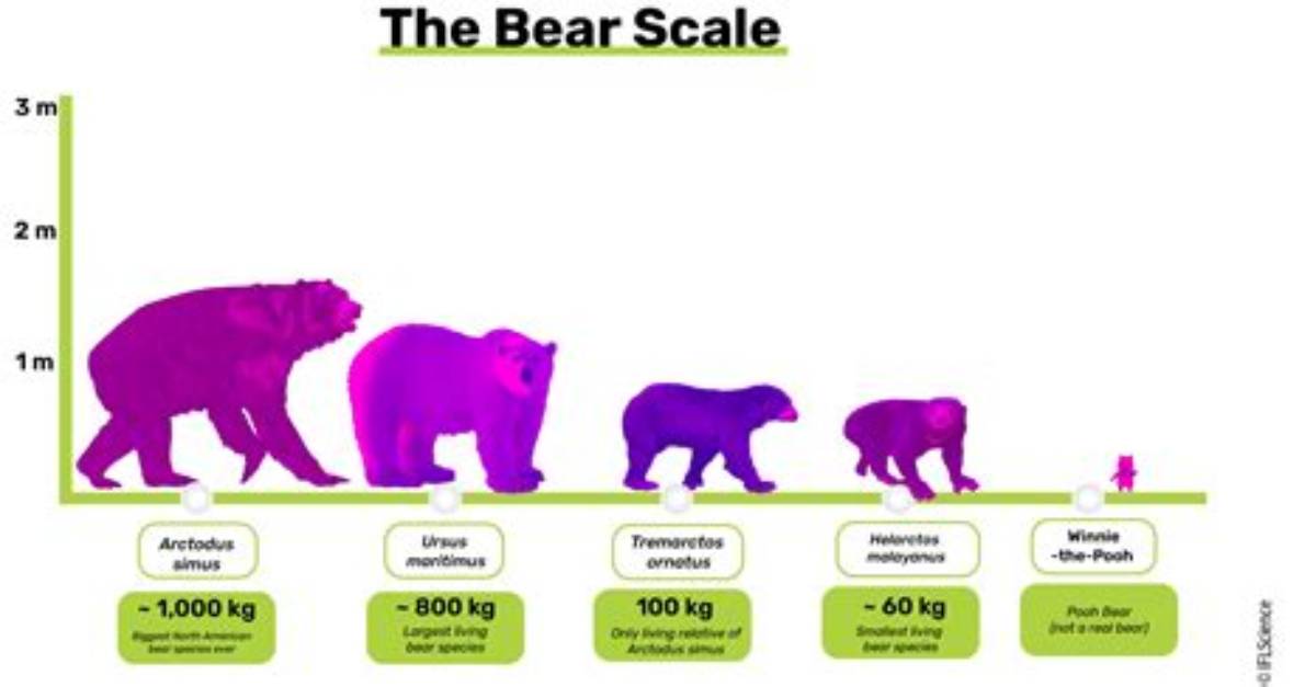 How Tall Do Bears Get Exploring the Heights of These Majestic