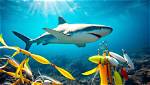 How to Attract Sharks?