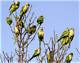 How to Attract Wild Quaker Parrots to a Yard