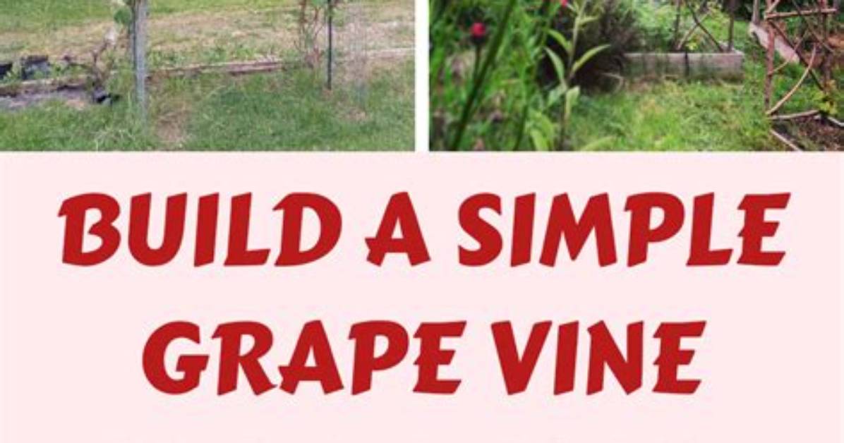 How to Build a Grapevine