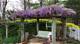 How to Build a Wisteria Arbor