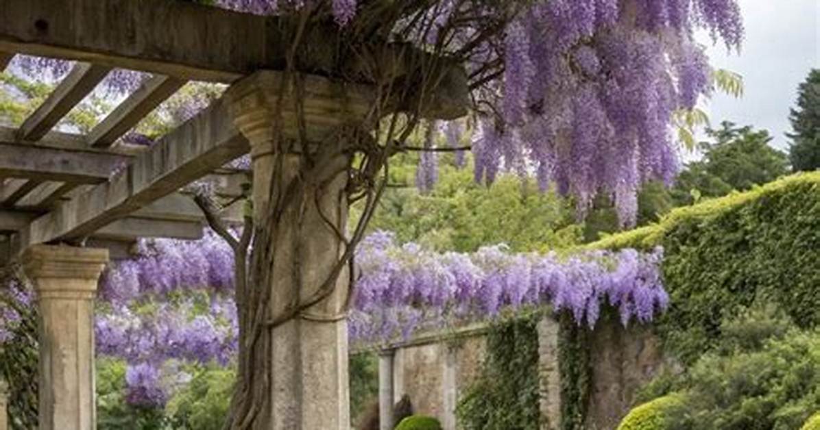 How to Build a Wisteria