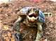 How to Care for a Western Pond Turtle