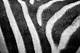 How to Care for a Zebra Skin