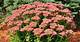How to Care for Autumn Joy Sedum