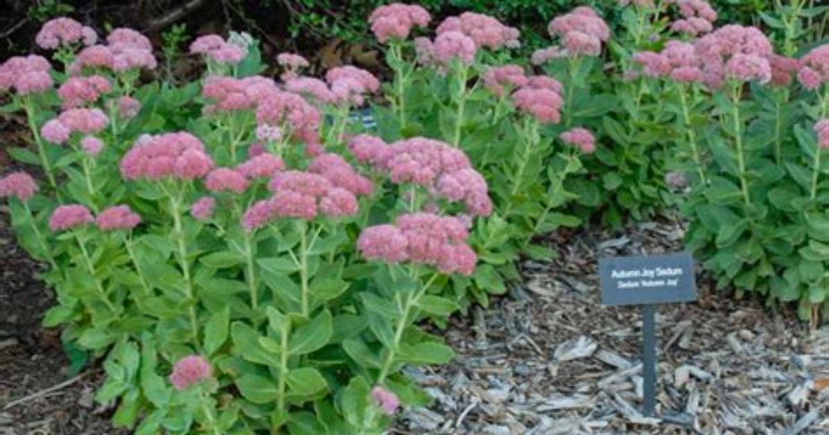 How to Care for Autumn Joy
