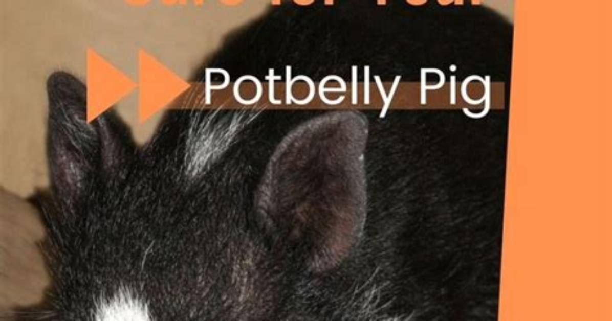How to Care for & Keep the Pig Skin Soft on Equipales Furniture
