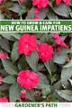 How to Care for New Guinea Impatiens