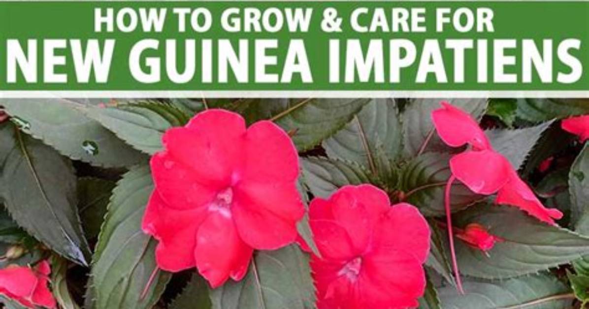 How to Care for New Guinea