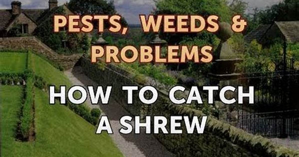 How to Catch a Shrew