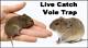 How to Catch a Vole in the House