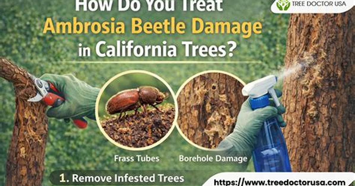 How to Control Ambrosia Beetle?