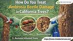 How to Control Ambrosia Beetle?