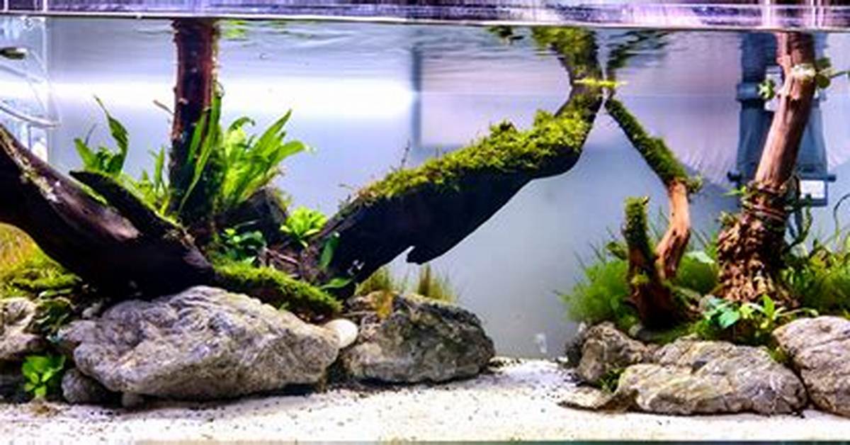 How to Create Aquascaping On