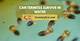 How to Drown Termites | Homesteady