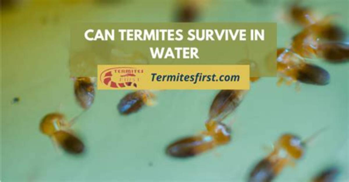 How to Drown Termites