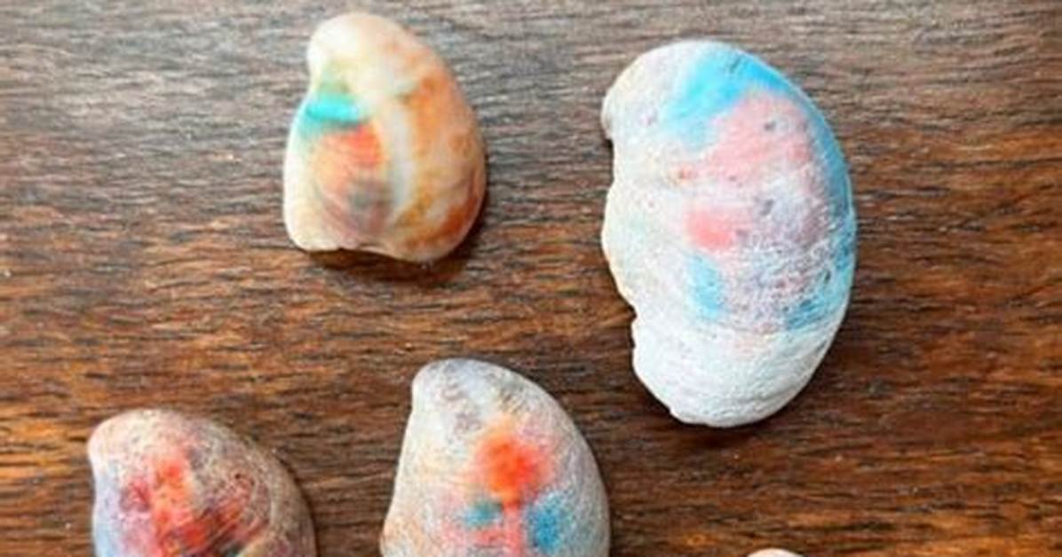 How to Dye Seashells | Homesteady