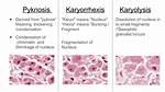 How to Explain Pyknosis?
