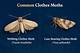 How to Find Clothes Moths in a Bathroom
