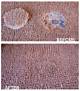How to Fix Burns in Berber Carpeting