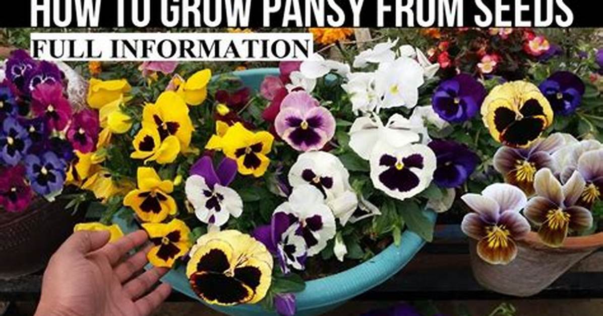 How to Germinate Pansy Seeds?