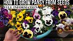How to Germinate Pansy Seeds?