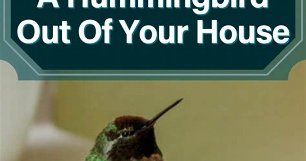 How to Get a Hummingbird out of A