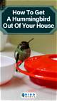 How to Get a Hummingbird out of a Garage