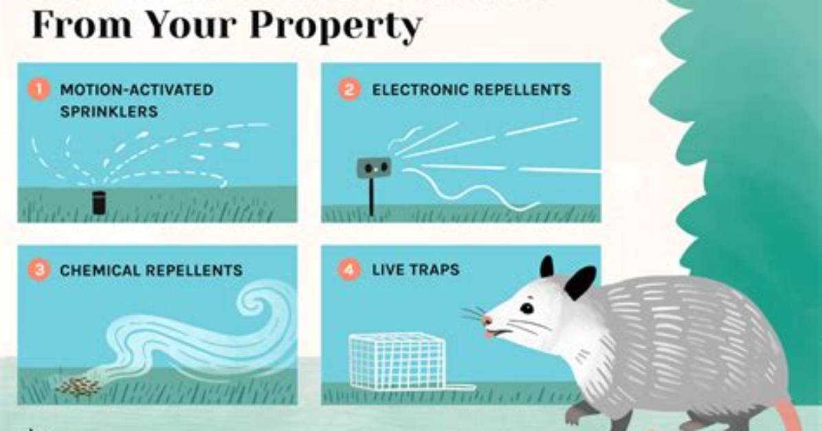 How to Get a Possum out of My