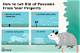 How to Get a Possum out of My Attic