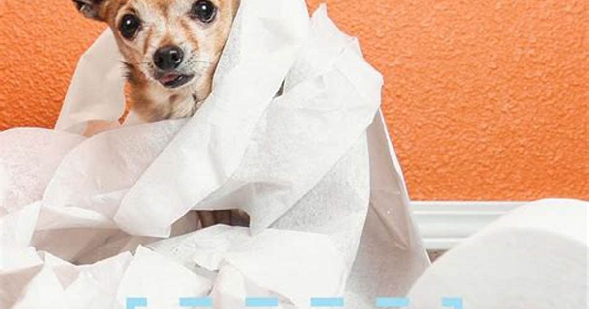 How to Get Dog Urine out of Draperies