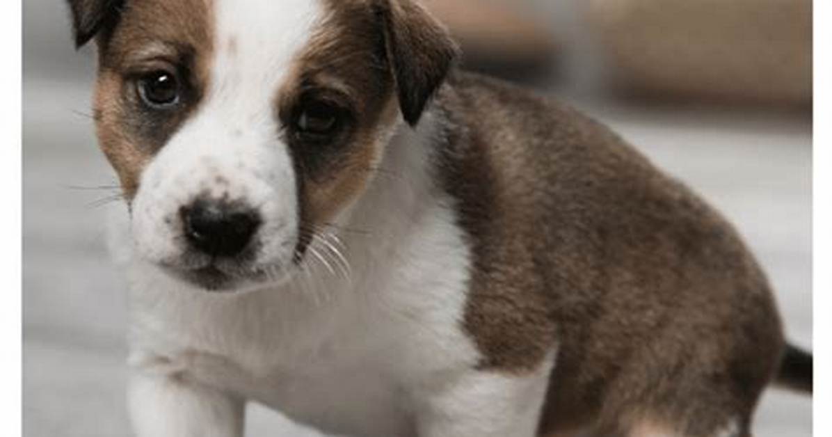 How to Get Dog Urine Smell out of Fabric