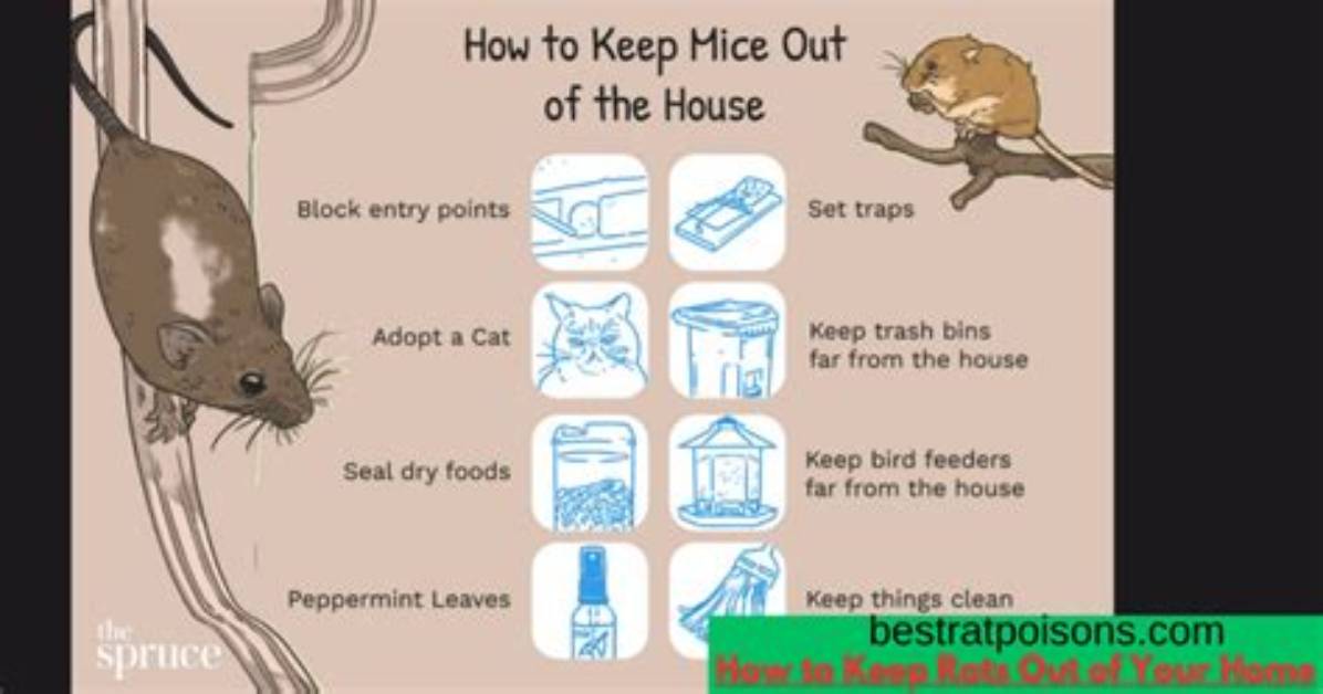 How to Get Rats out of Your