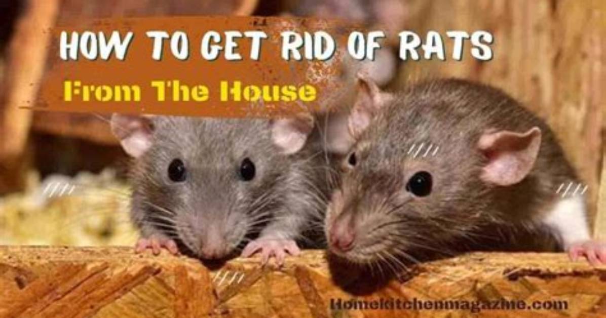 How to Get Rats out Of
