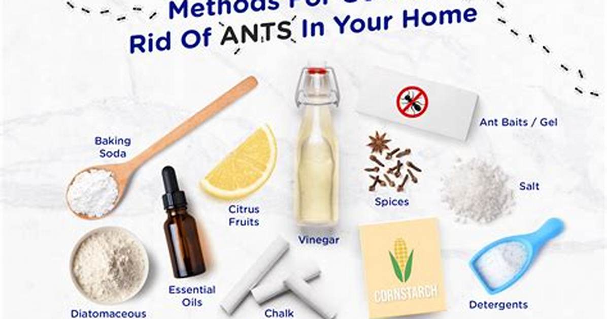 How to Get Rid of Ants in Campers