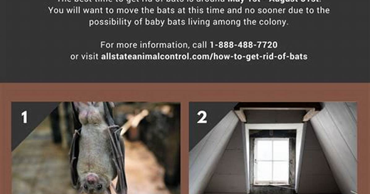 How to Get Rid of Bats with Spearmint Oil