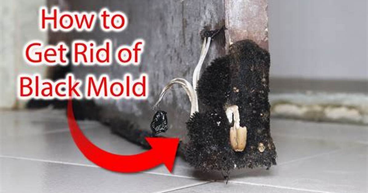 How to Get Rid of Black Mold on Exterior