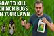 How to Get Rid of Chinch Bugs from the House